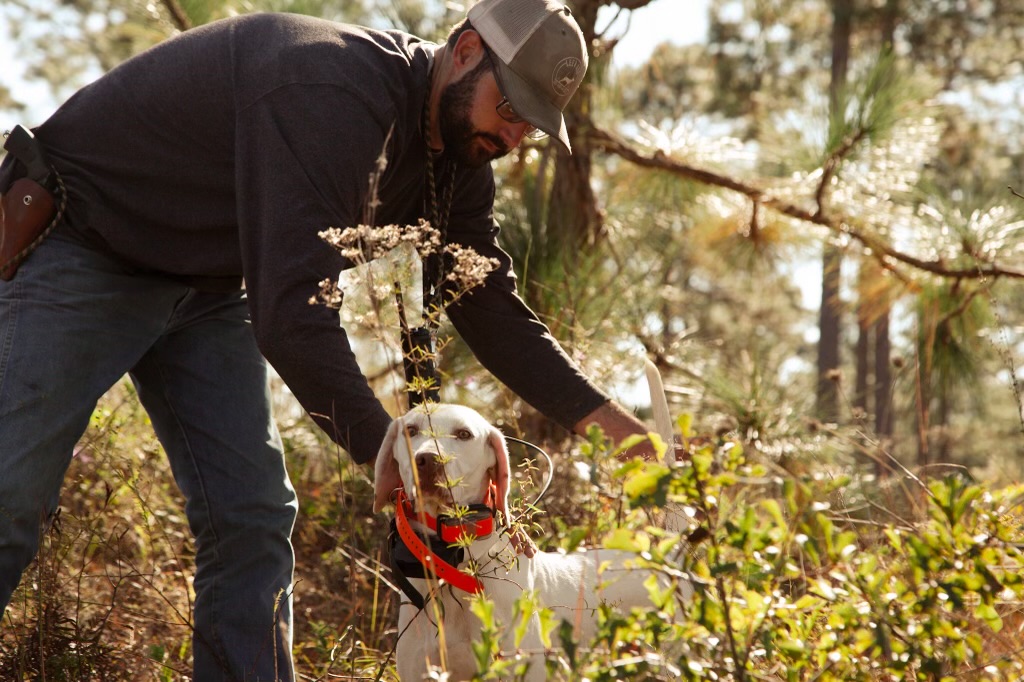 One pointer locked on point in longleaf pine with a second dog honoring behind it.