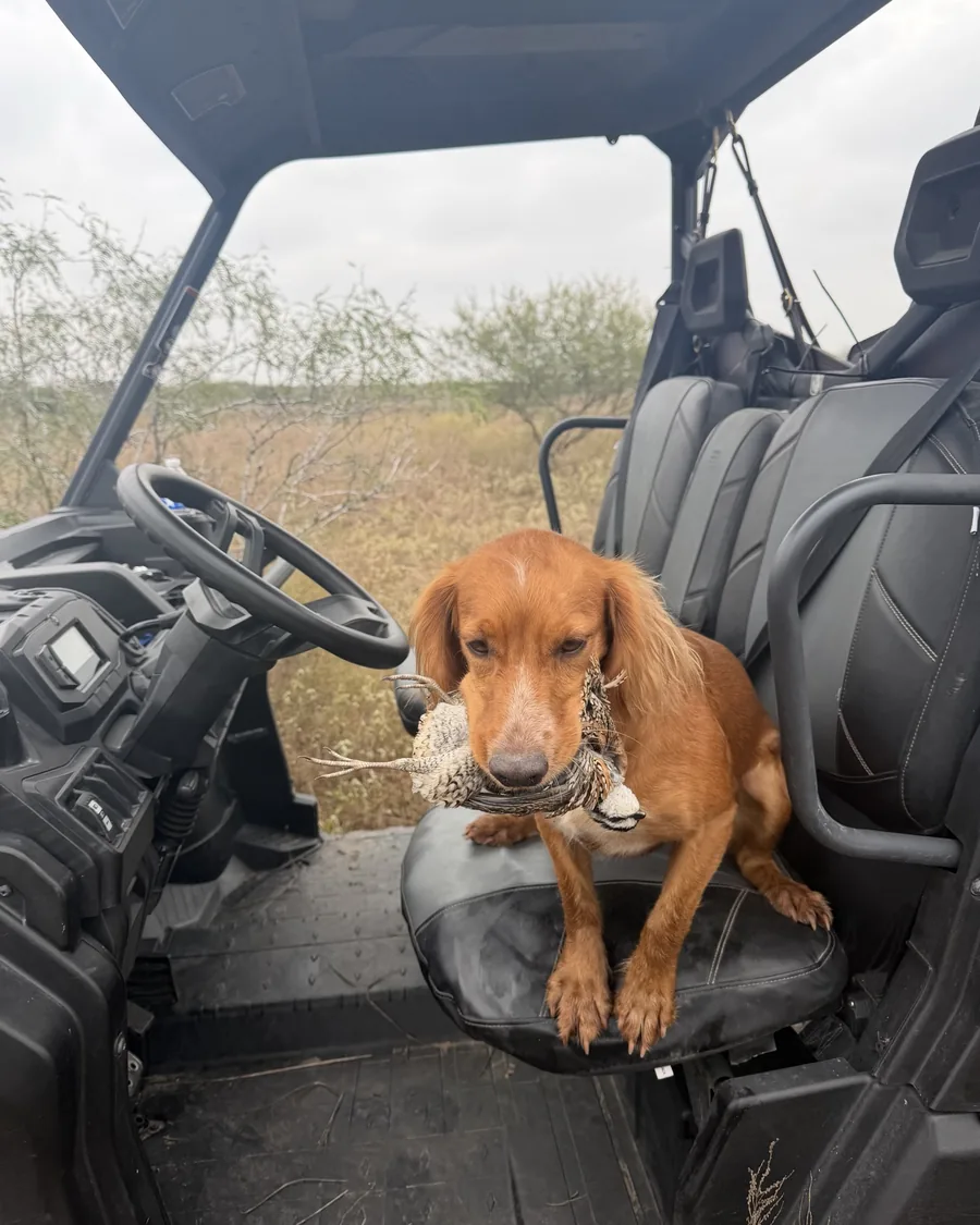 A dark liver-colored gun dog carrying game up through heavy brown cover.