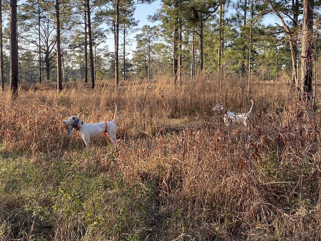 One pointer on point in longleaf pine with a second dog backing behind it.