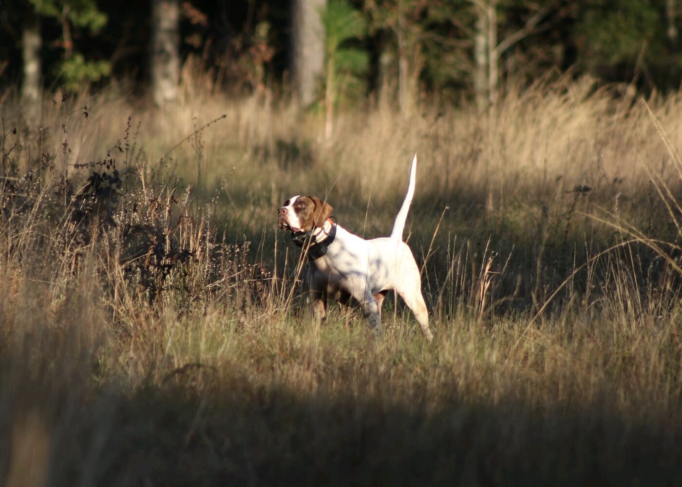 A white and orange pointer locked on point in tall backlit grass at low sun.