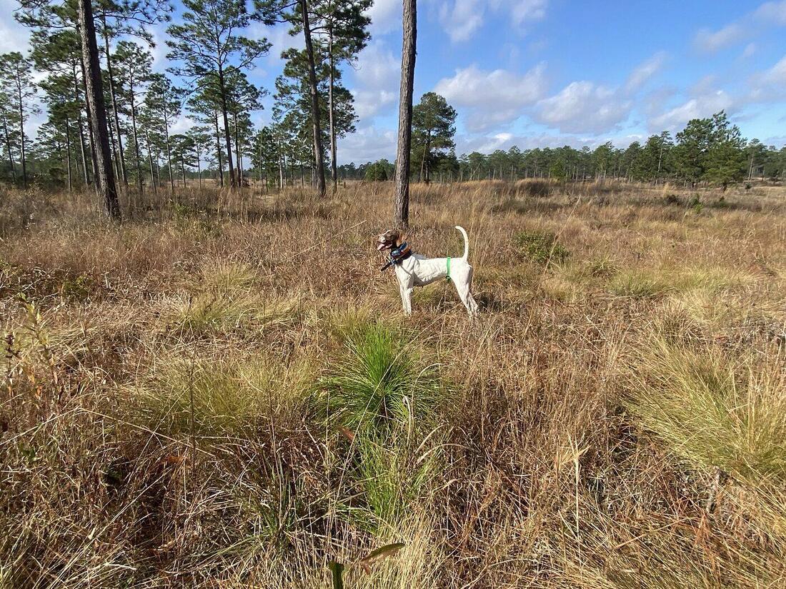 A white pointer standing tall on point in a burned longleaf pine stand under blue sky.