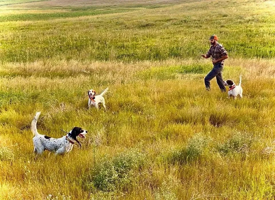 High pressure situations for advanced dogs